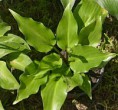 Hosta Invisible